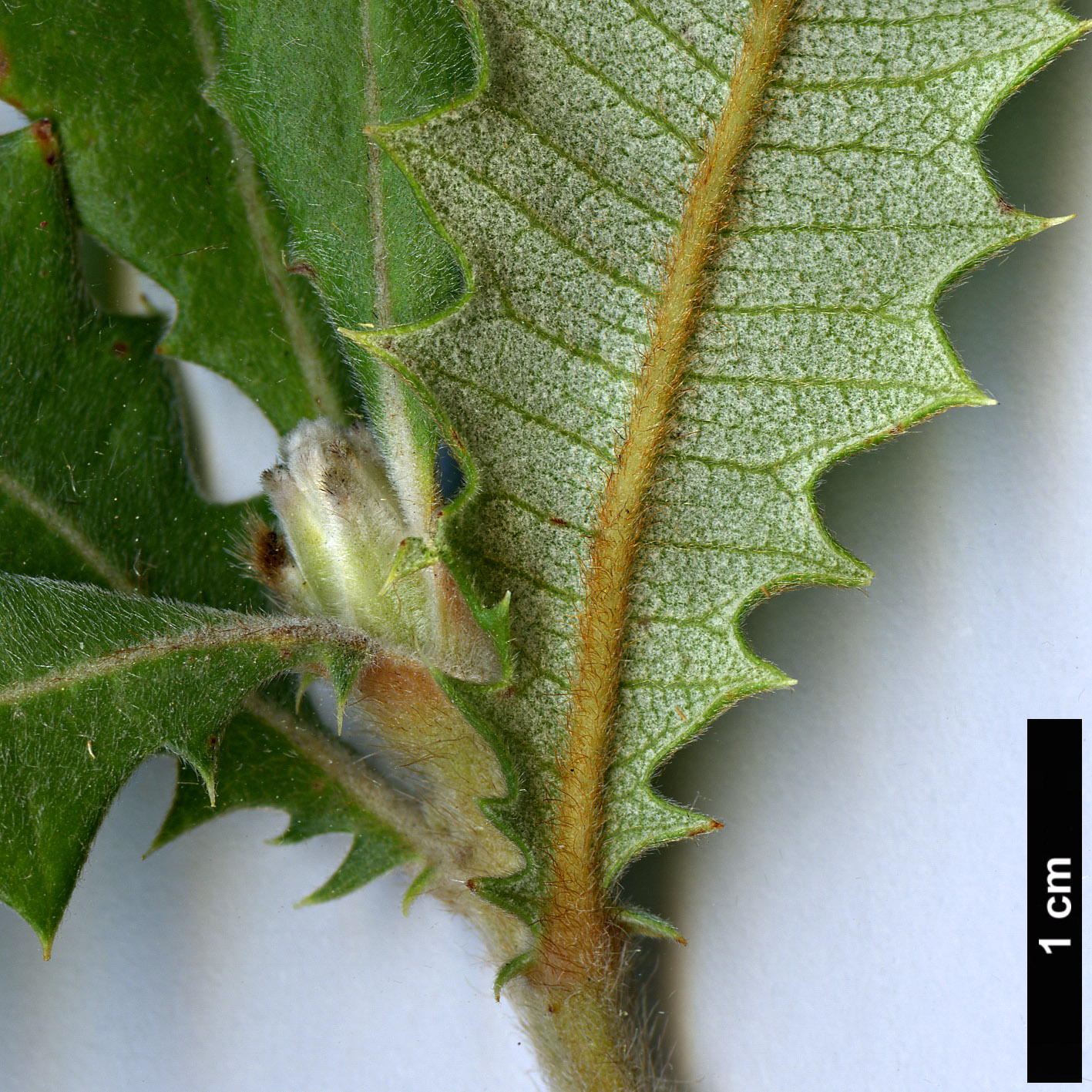 High resolution image: Family: Proteaceae - Genus: Dryandra - Taxon: praemorsa - SpeciesSub: var. splendens